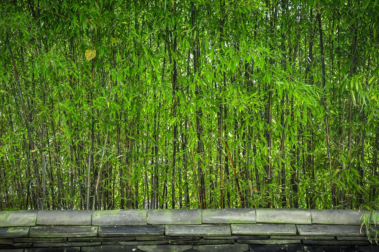 bamboo wood plants free photo