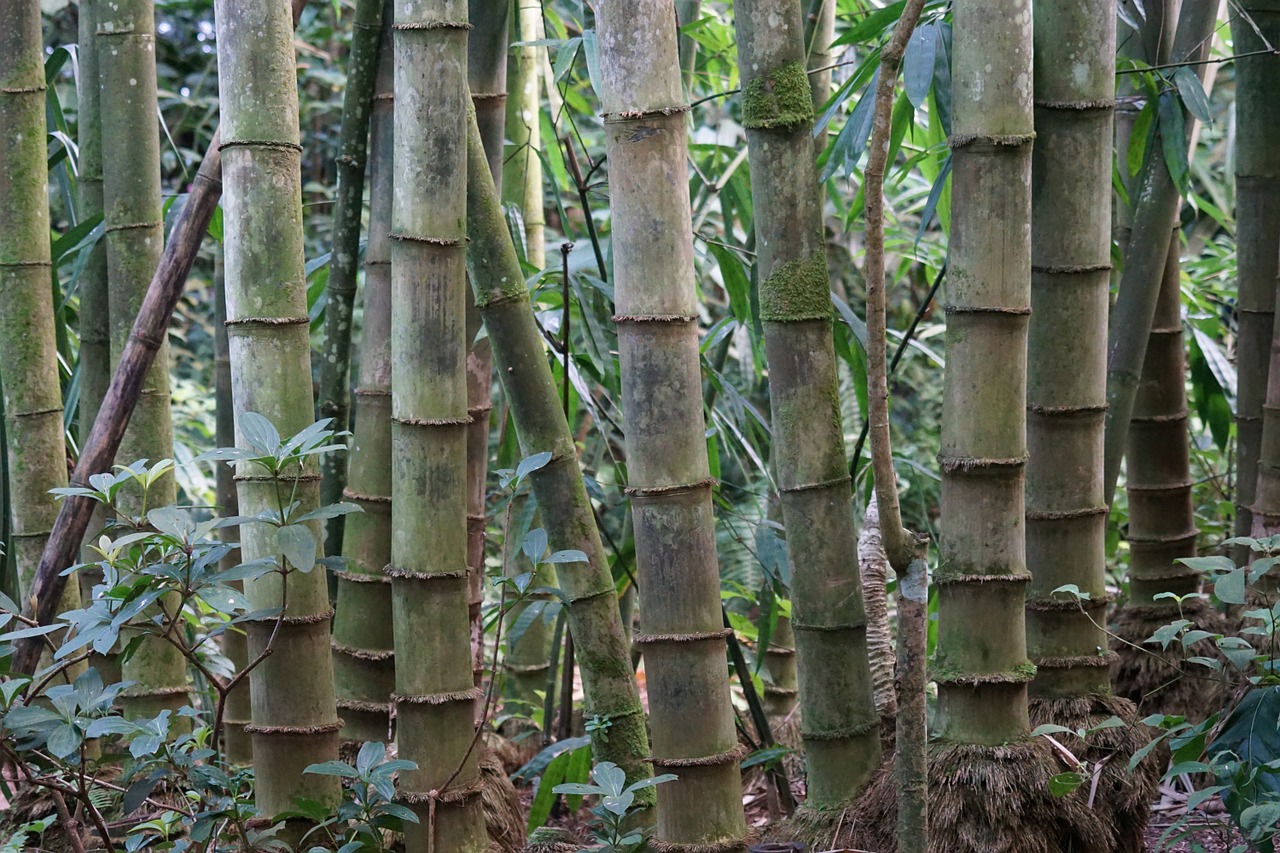bamboo bambusoideae rhizome free photo