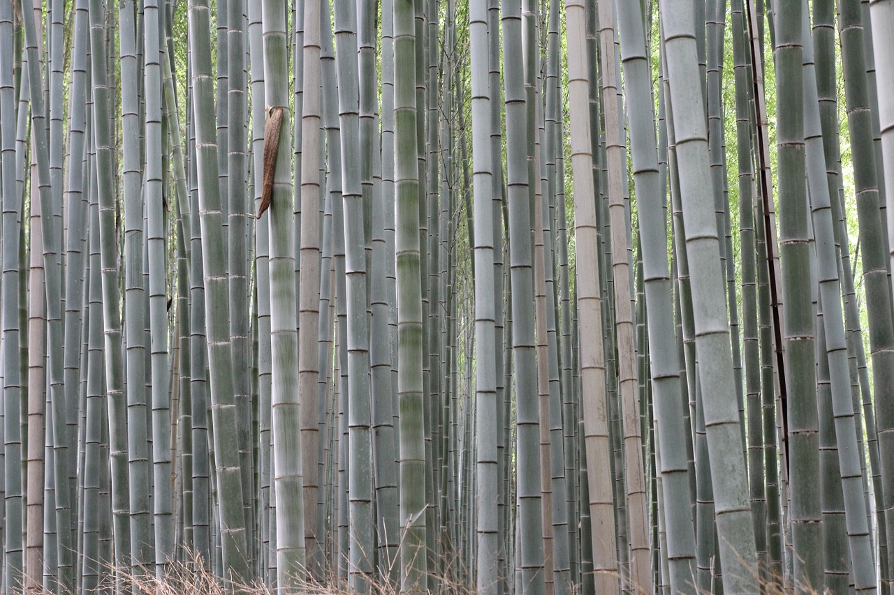 bamboo forest plants free photo