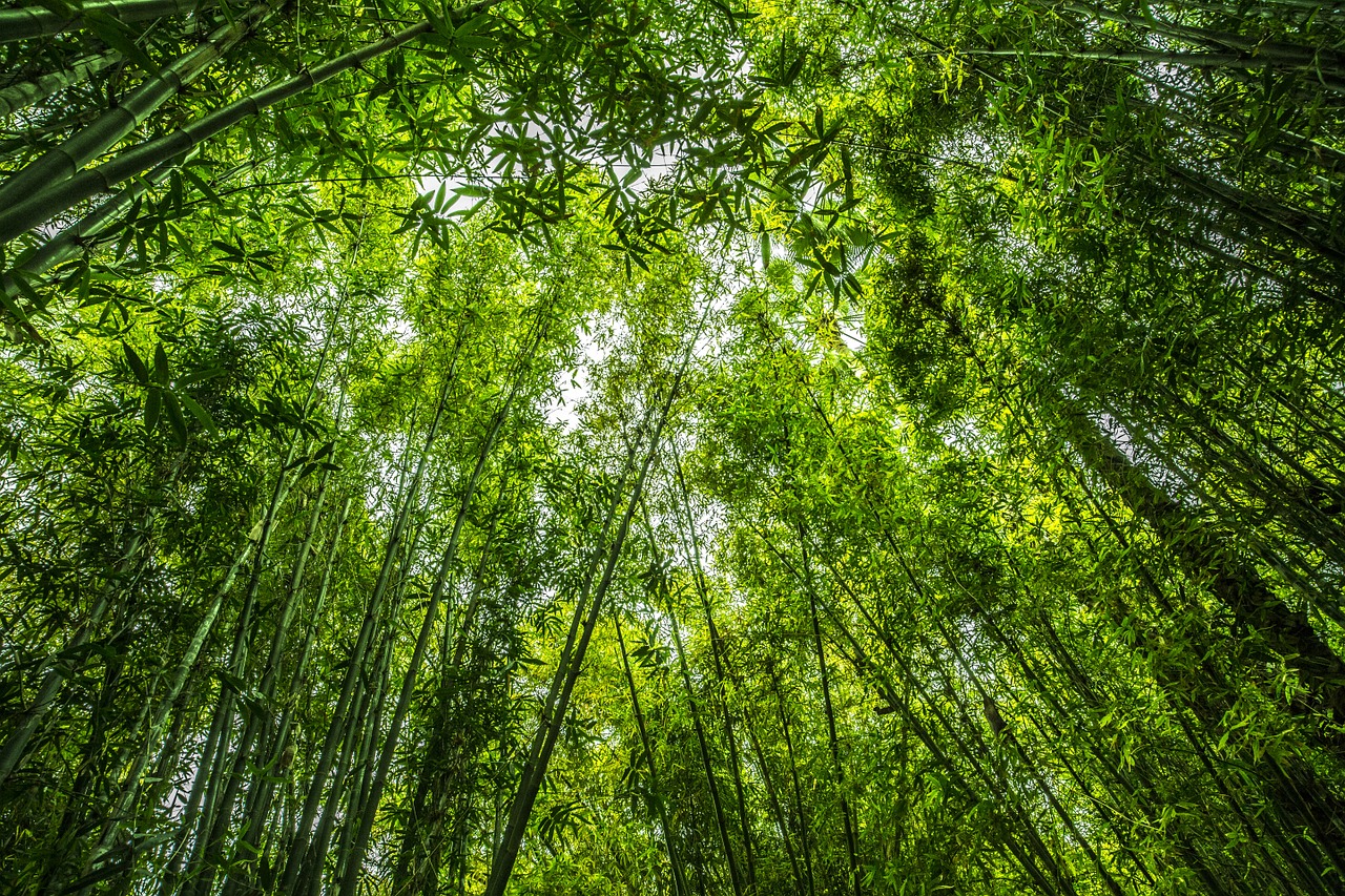 bamboo forest green free photo