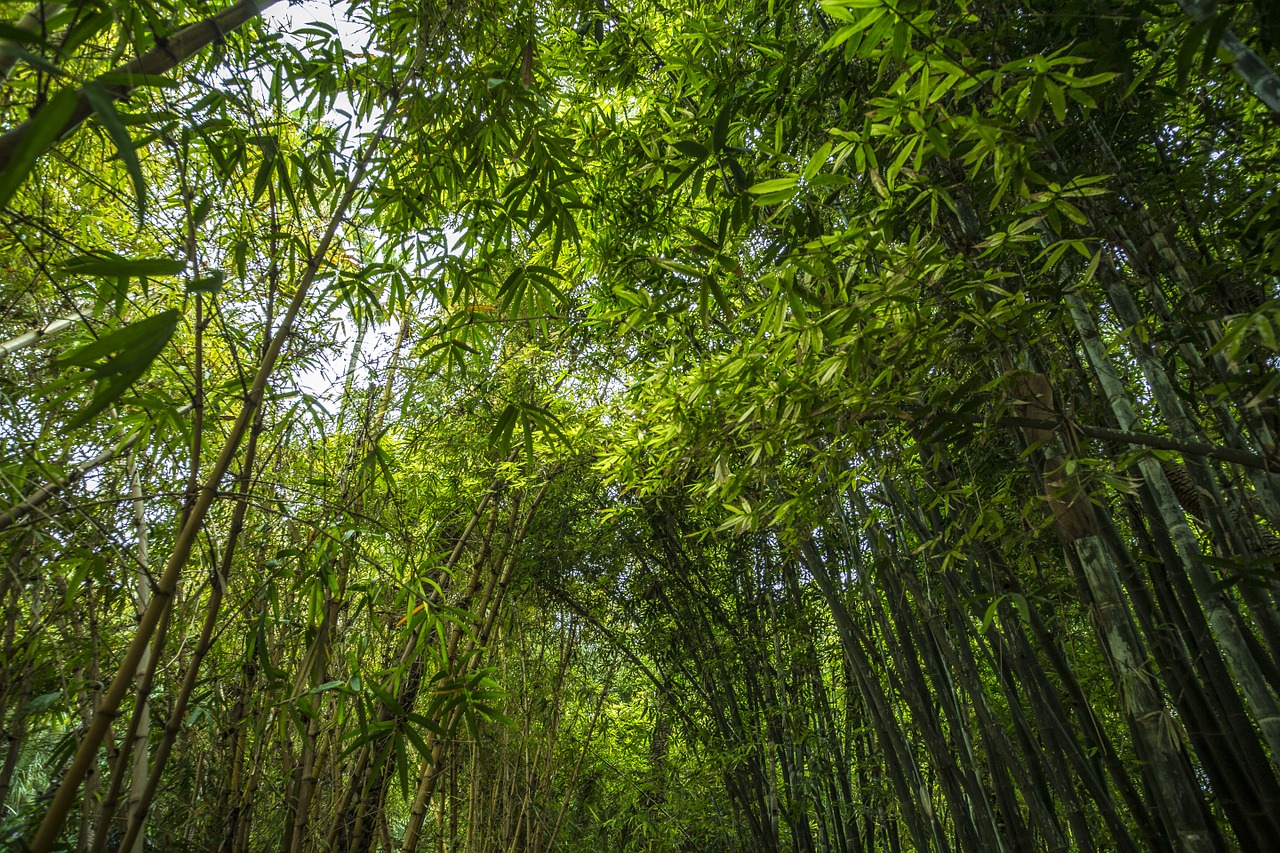 bamboo forest green free photo