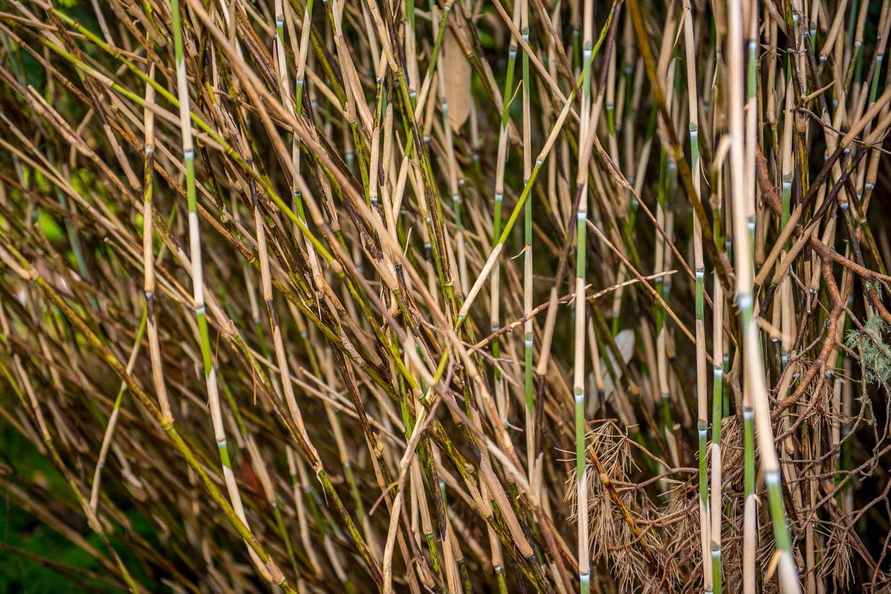 bamboo forest background free photo