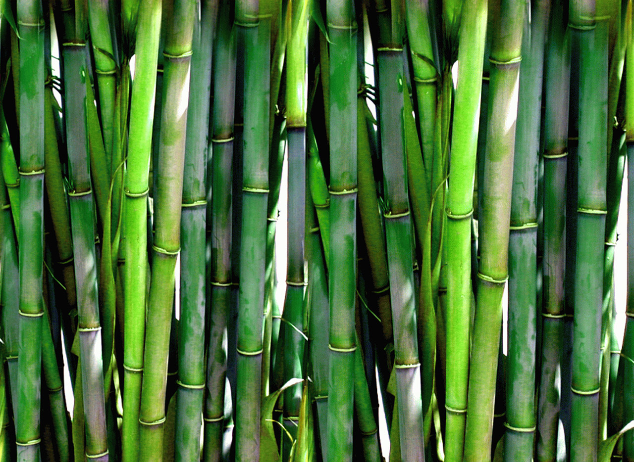 forest bamboo bamboo free photo