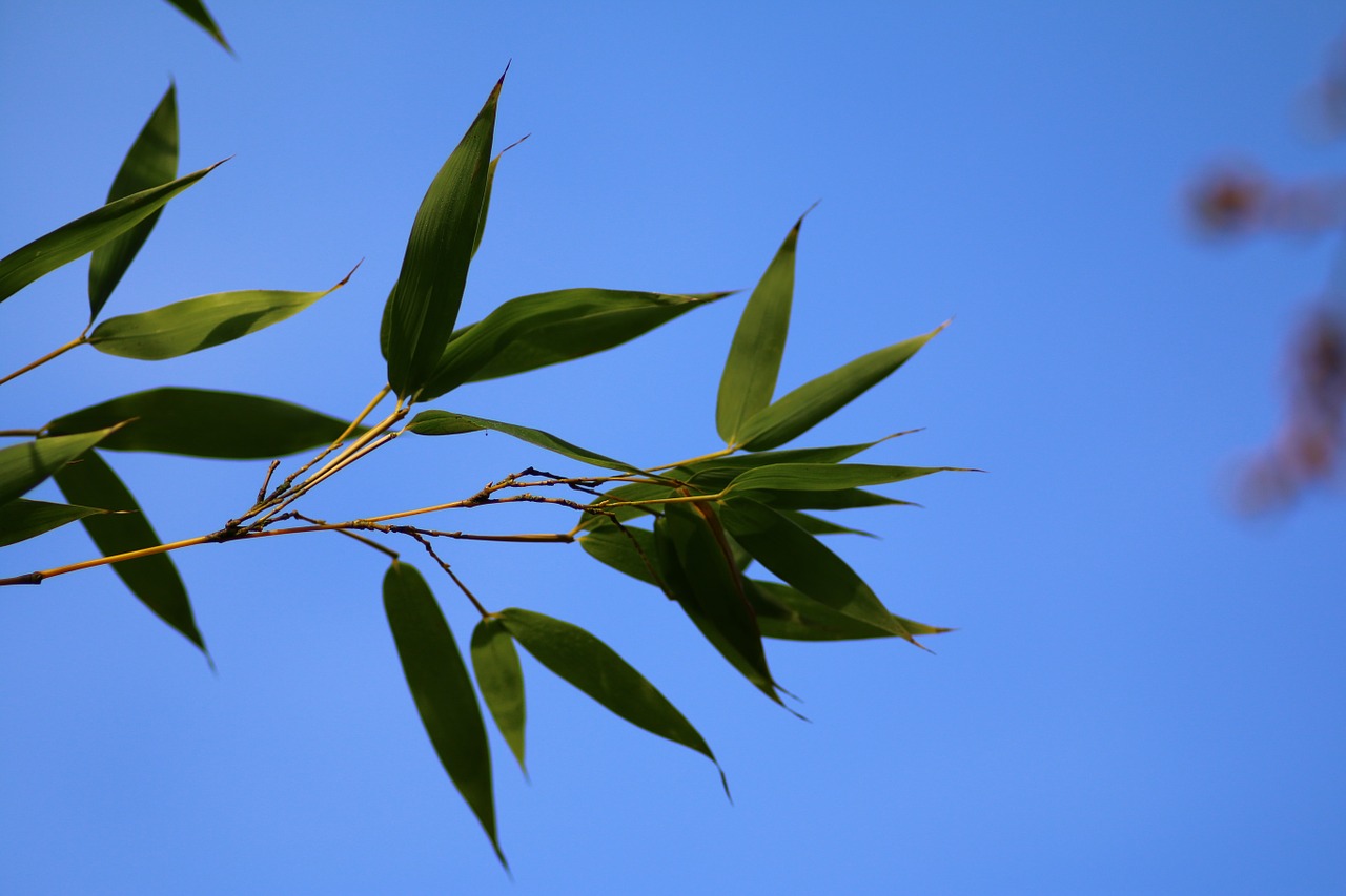 bamboo branch leaves free photo