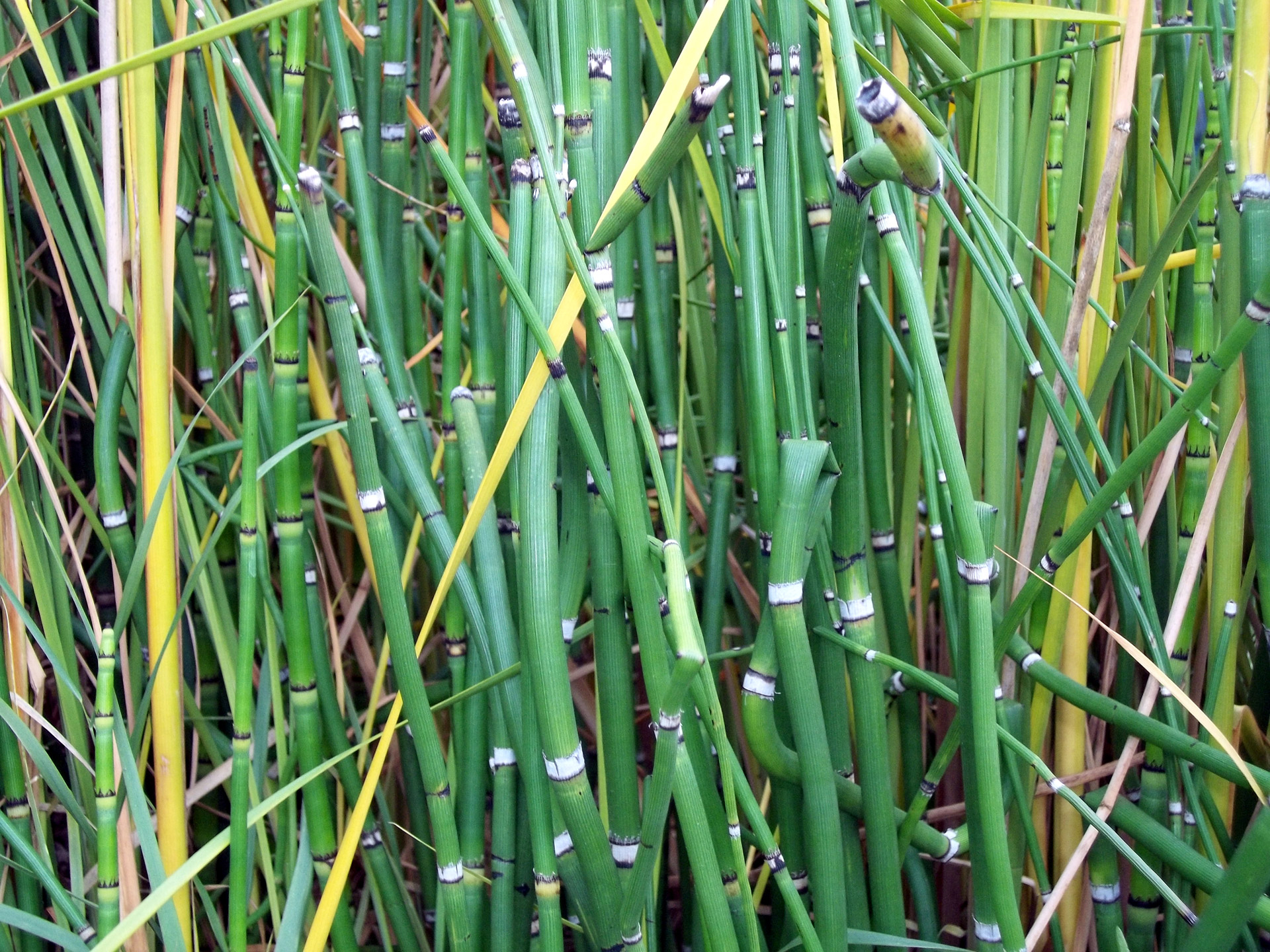 bamboo green background free photo