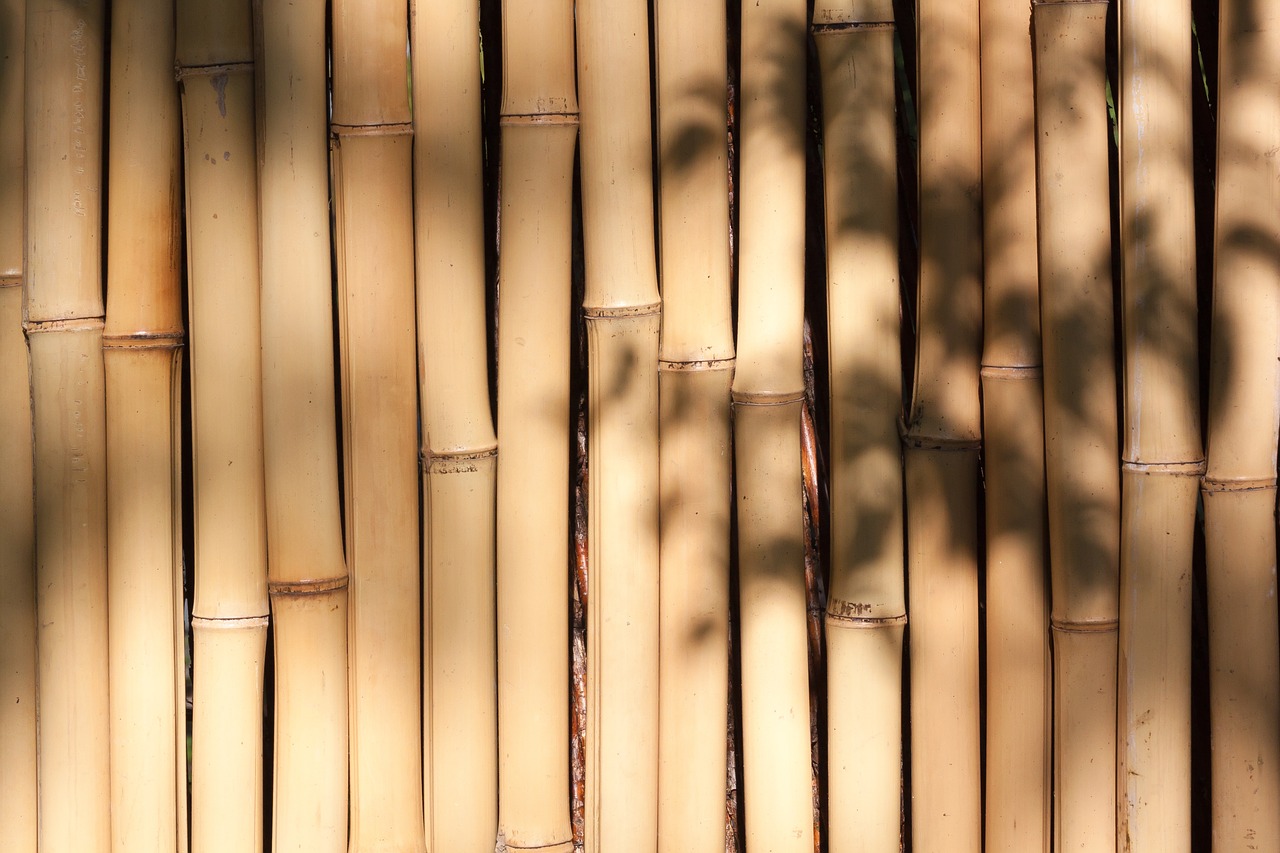 bamboo giant bamboo bamboo wall free photo