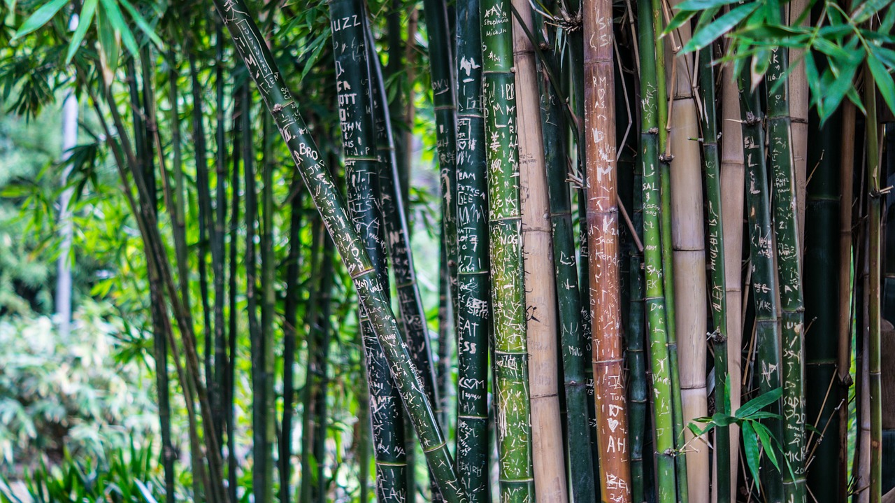 bamboo tall trees free photo