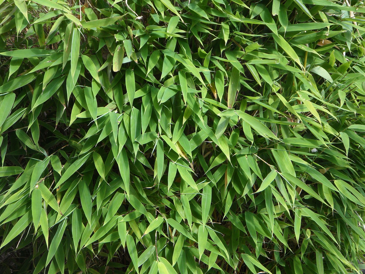 bamboo background leaves free photo