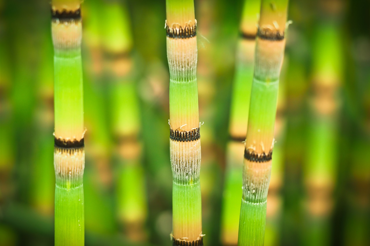 bamboo bright bamboo stalks free photo