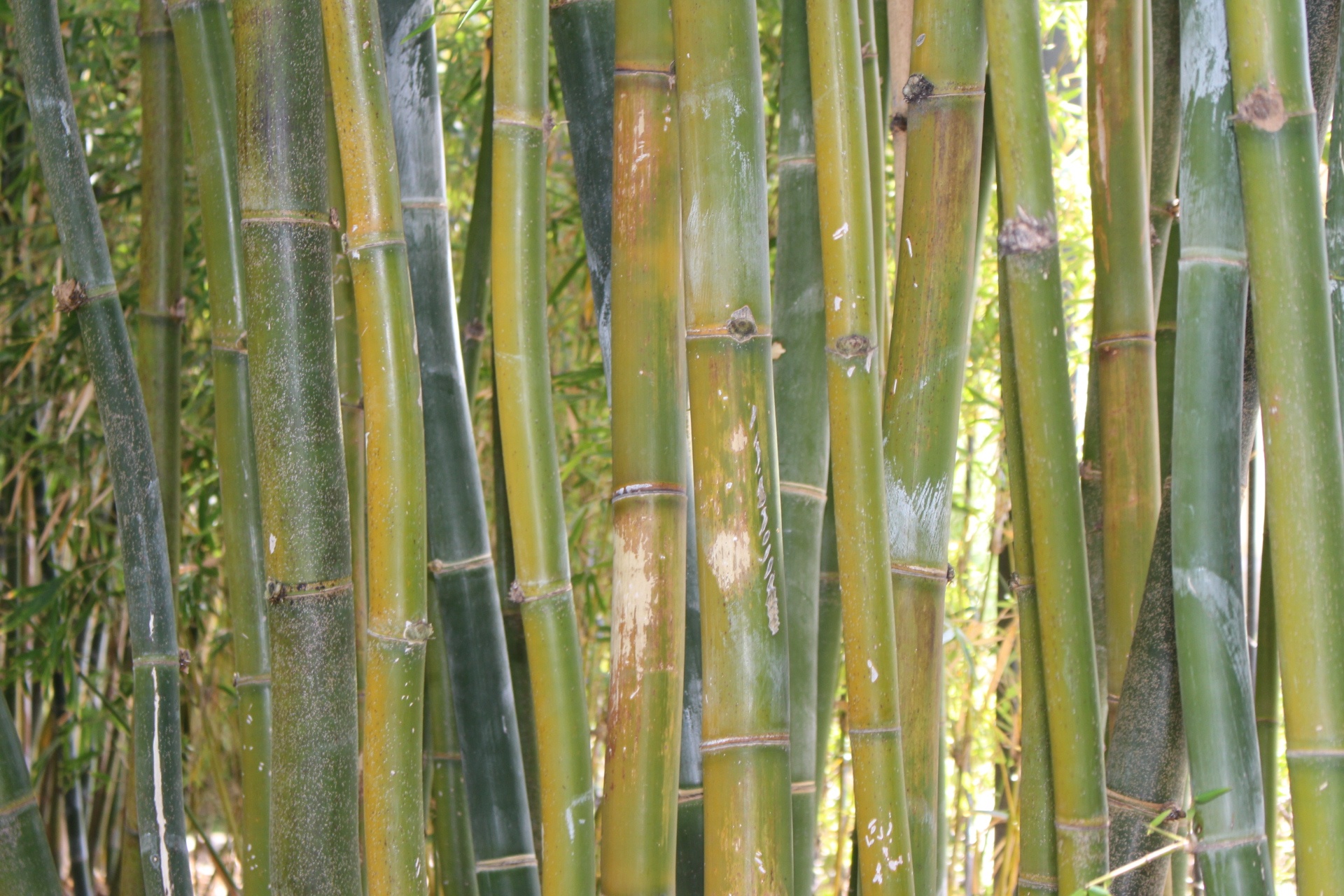bamboo plants nature free photo
