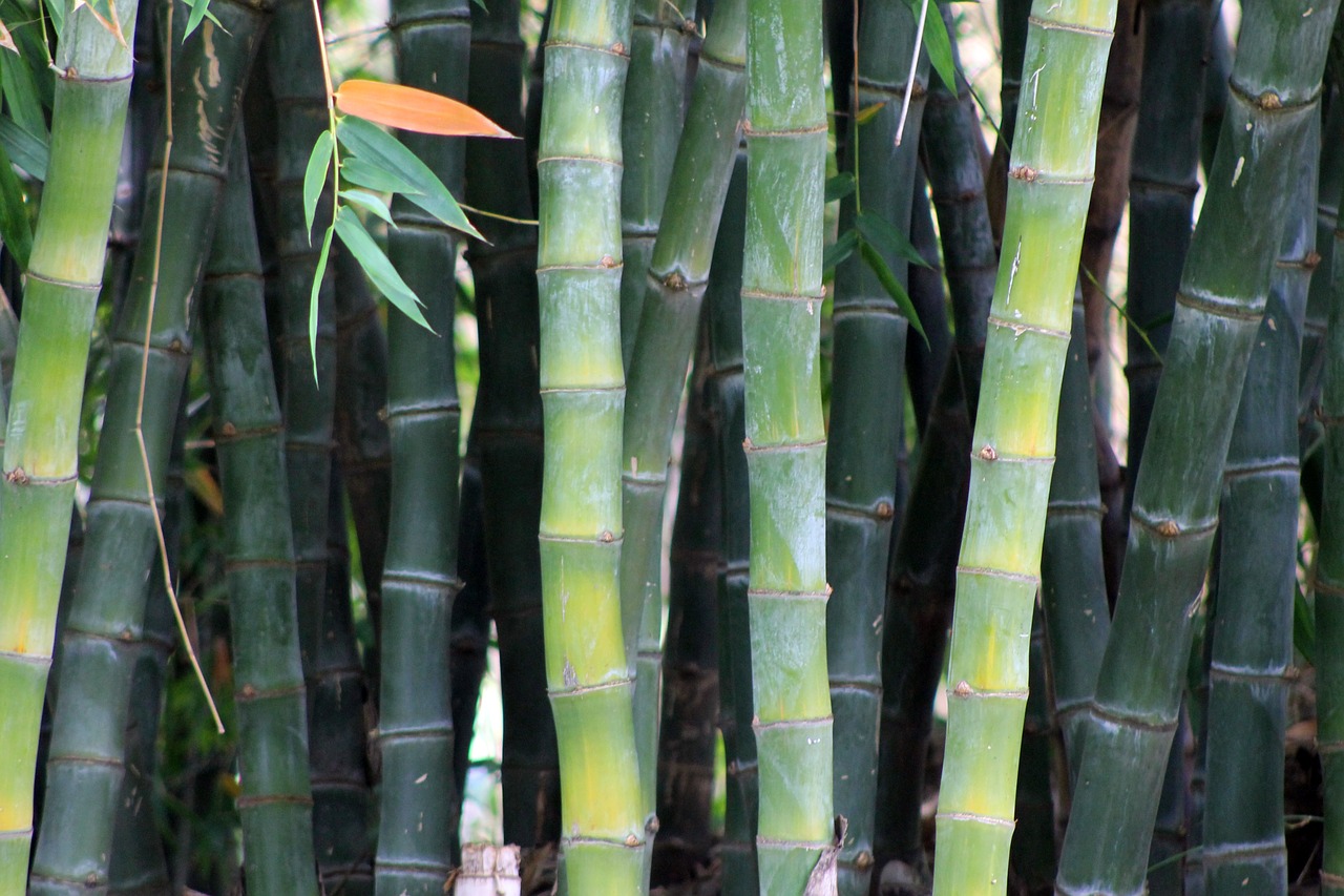 bamboo garden japanese garden free photo