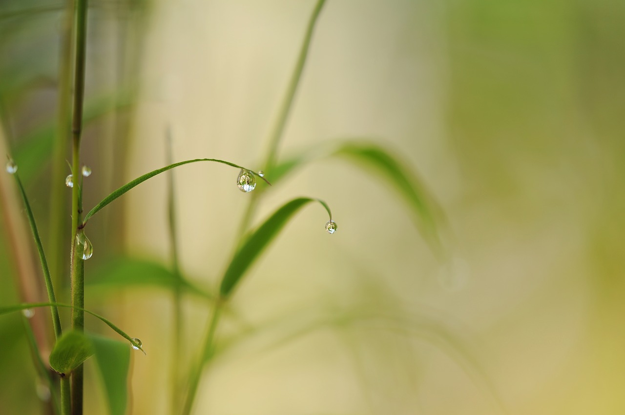 bamboo drip raindrop free photo