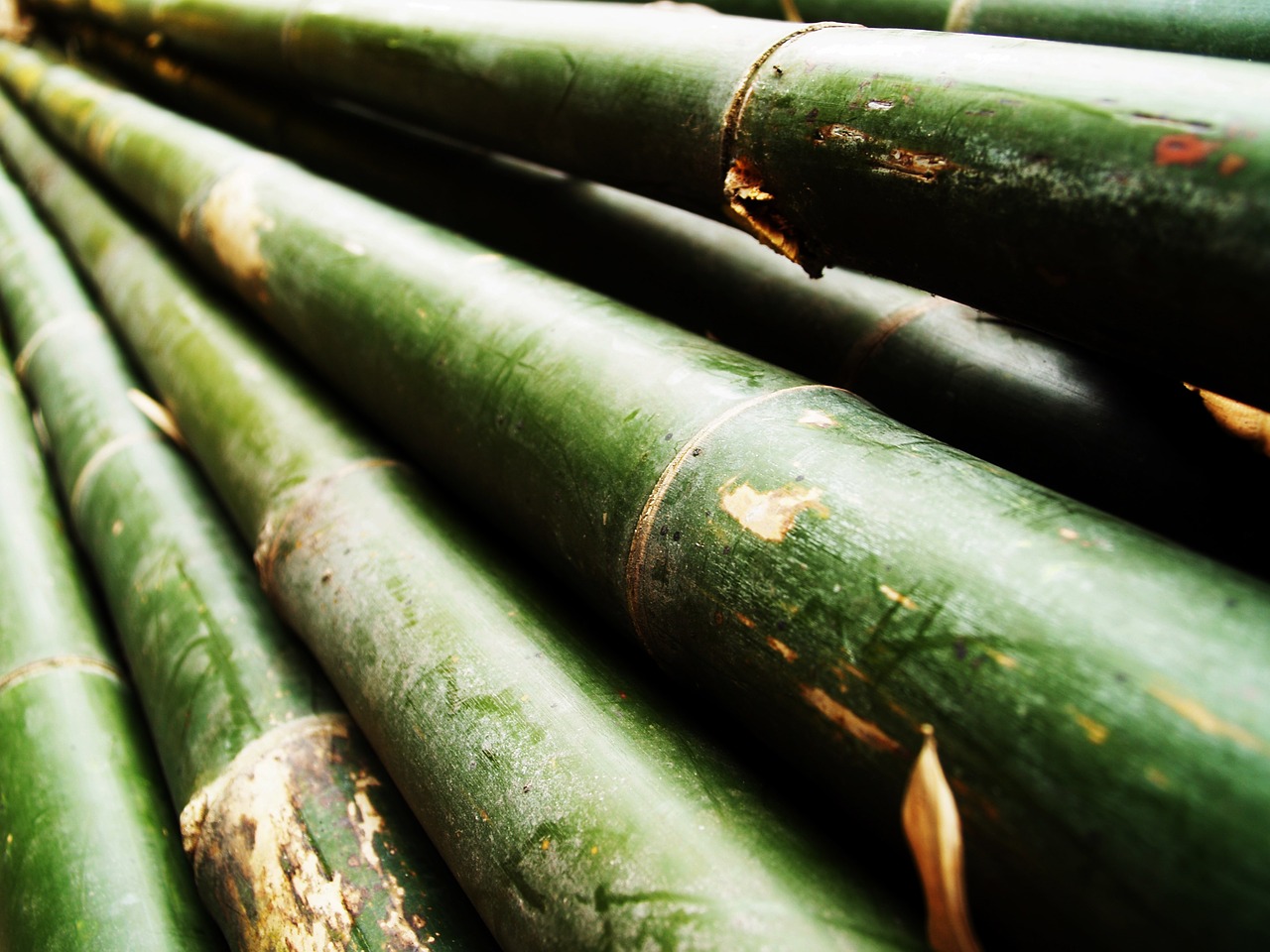 bamboo forest japan free photo