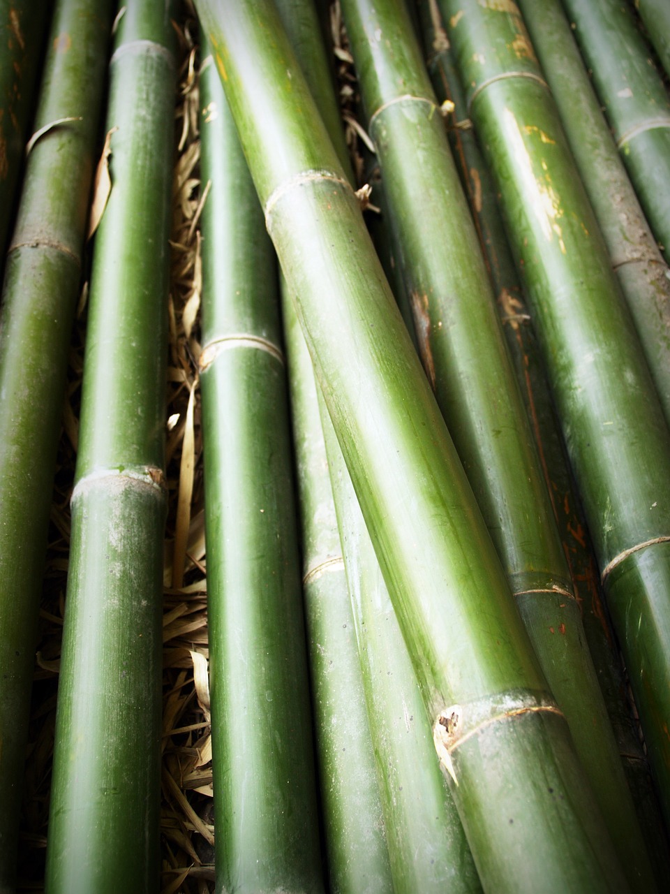 bamboo forest japan free photo