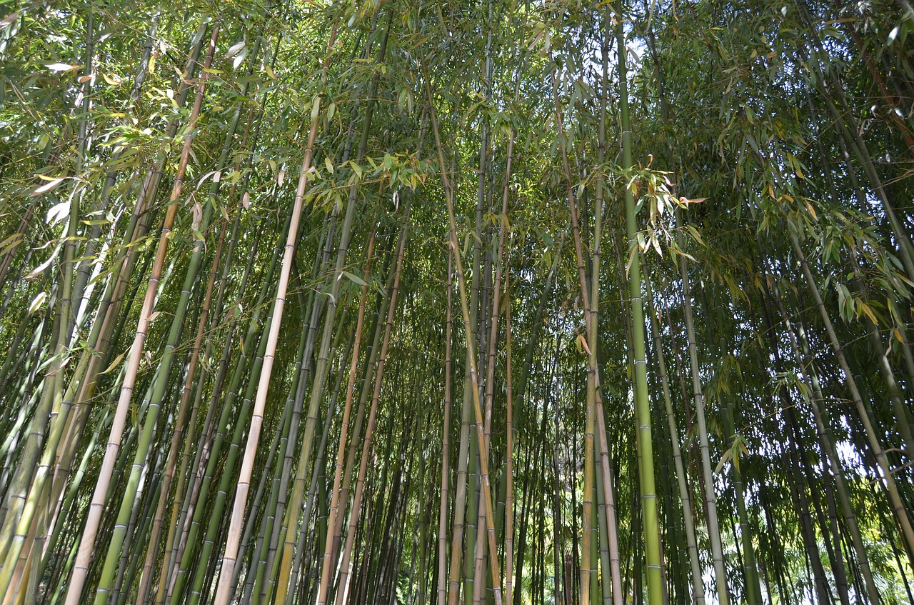 bamboo nature forest free photo