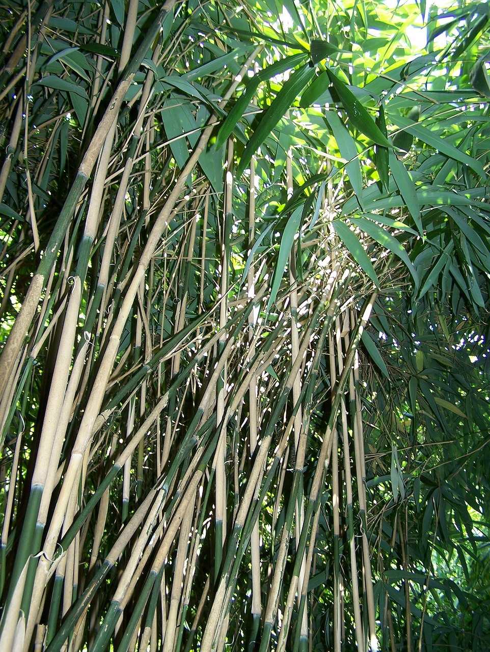 bamboo forest nature free photo