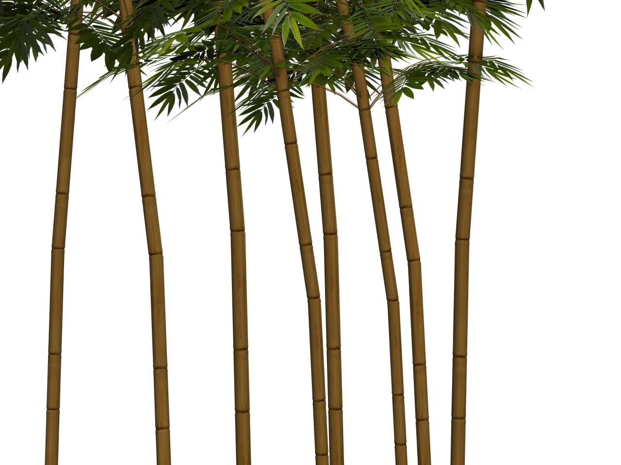 bamboo plant wellness free photo