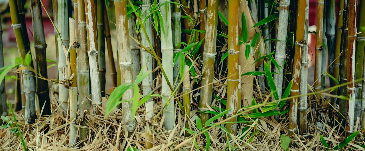 bamboo green background free photo