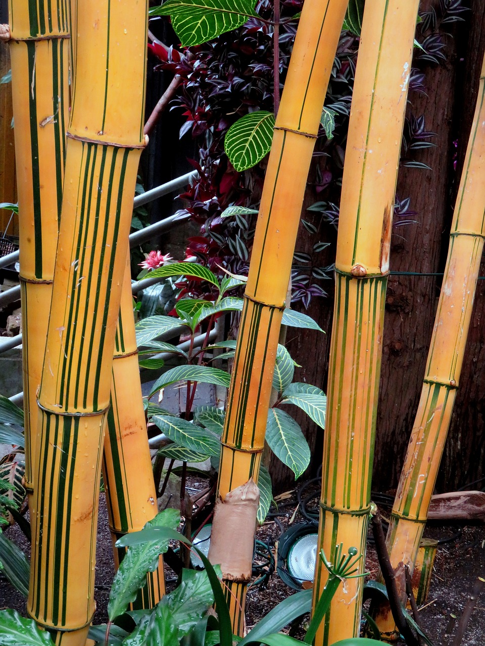 bamboo reeds chinese free photo