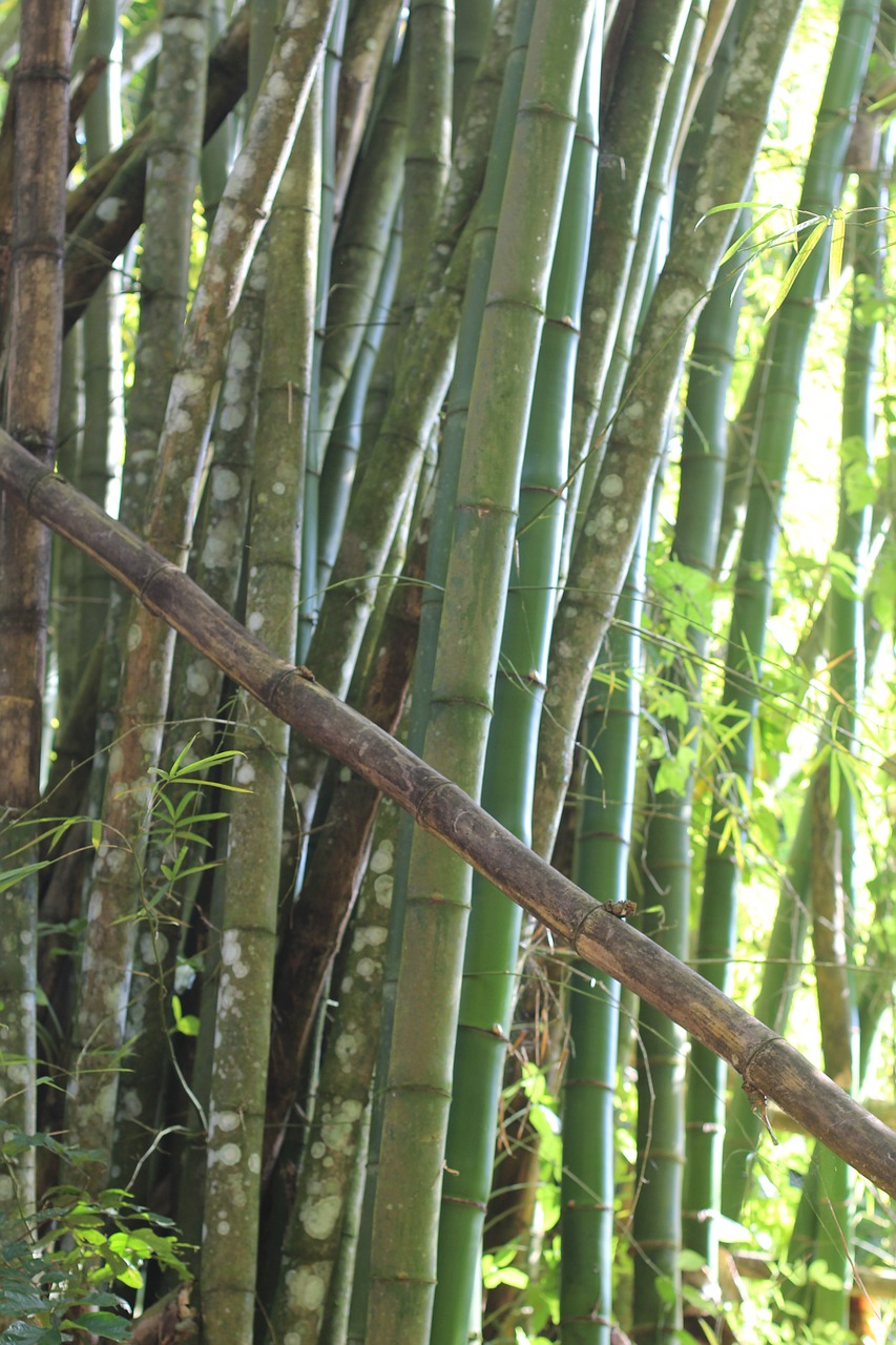 bamboo forest green free photo