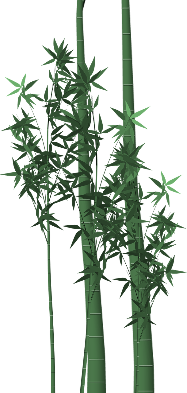 bamboo poaceae stalks free photo