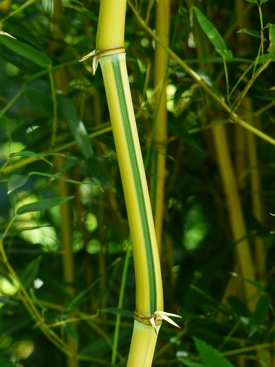 bamboo stalk green free photo