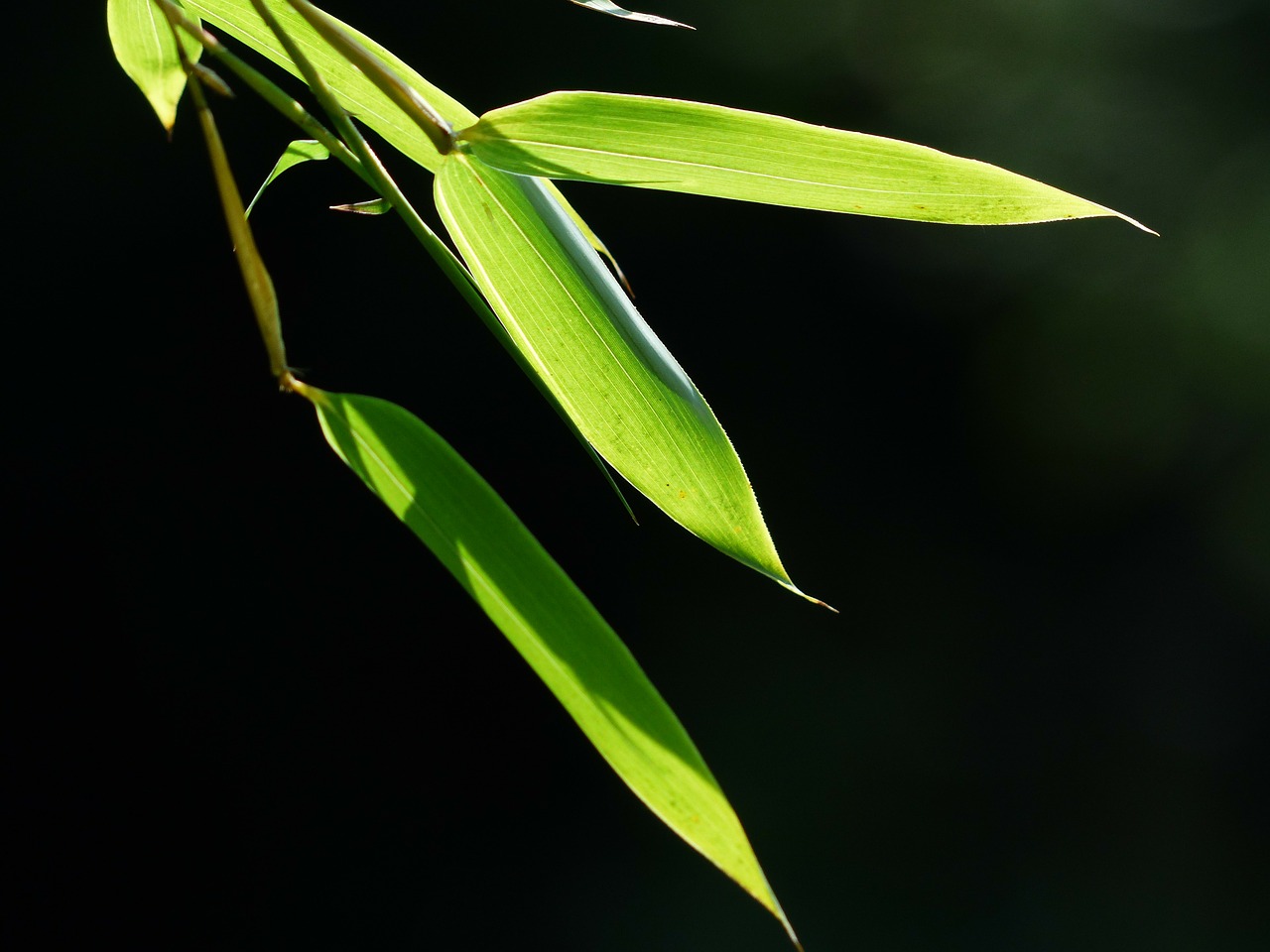 bamboo bamboo leaves leaves free photo