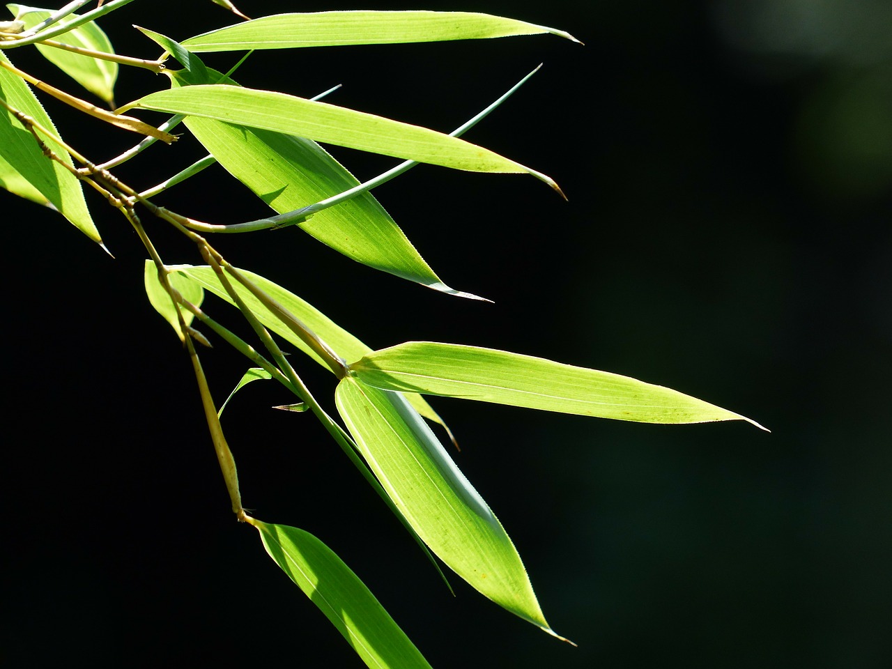 bamboo bamboo leaves leaves free photo