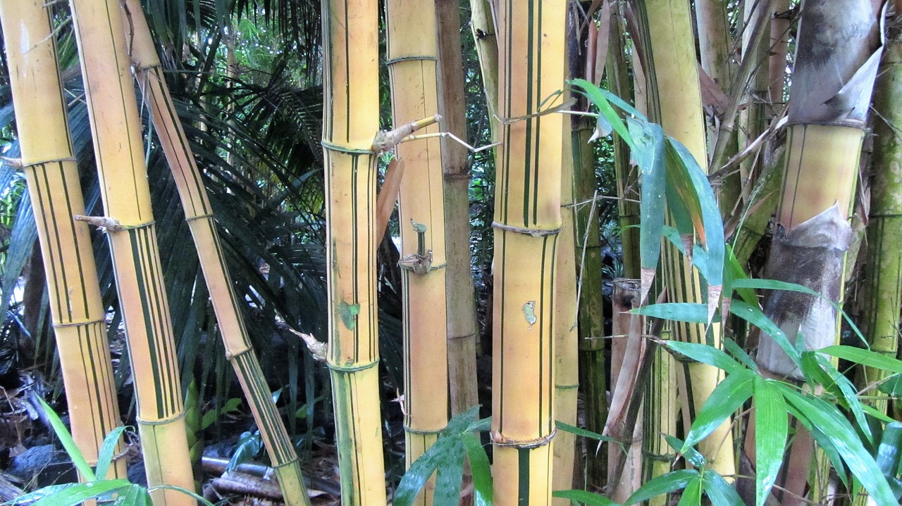 bamboo bamboo wood tropics free photo