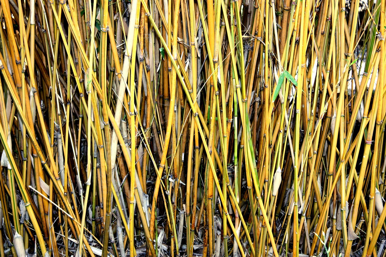 bamboo shoots plants free photo