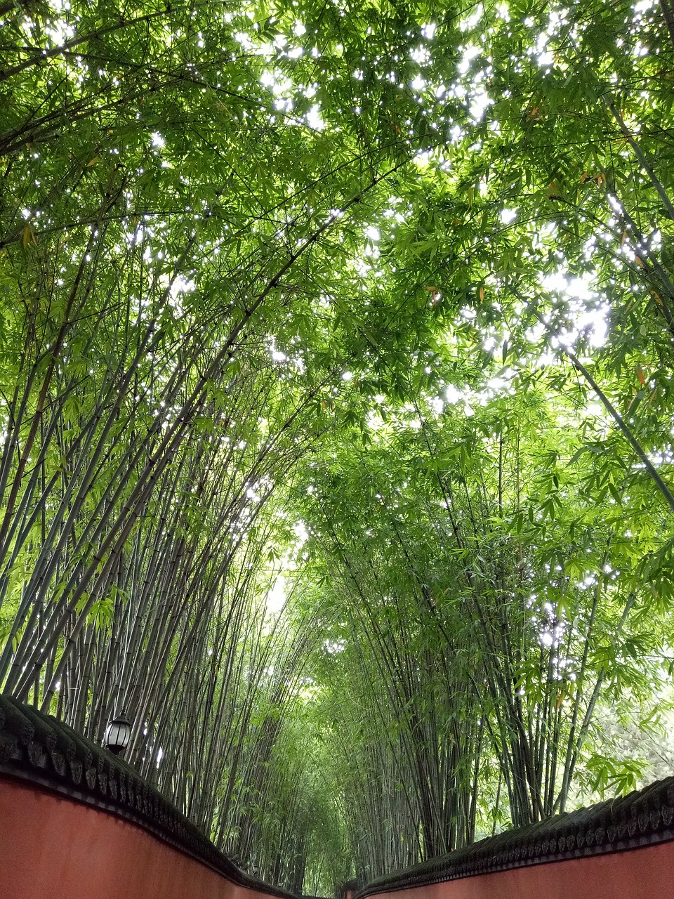 bamboo jin-li green free photo