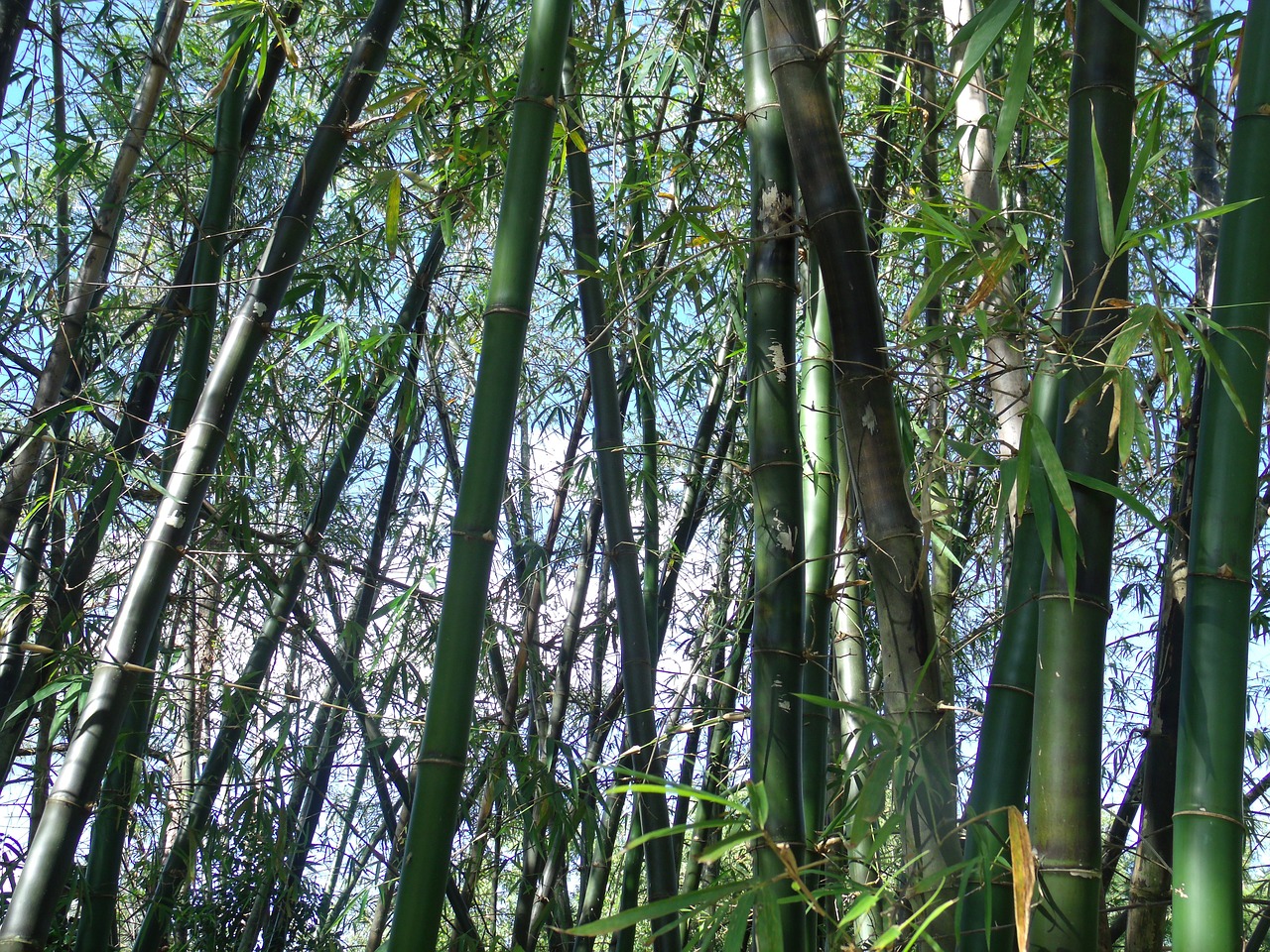 bamboo plants japanese free photo