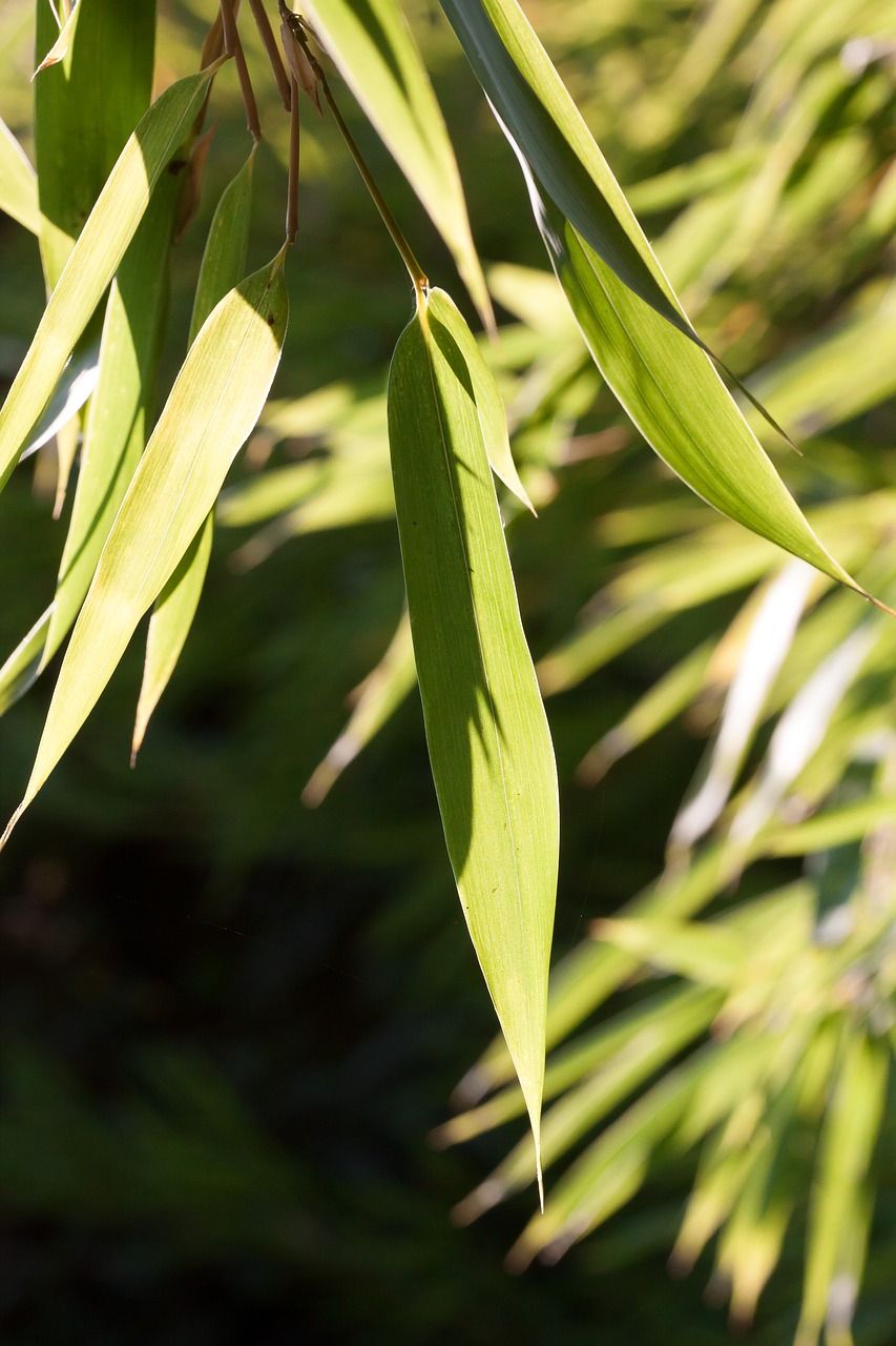 bamboo leaf green free photo