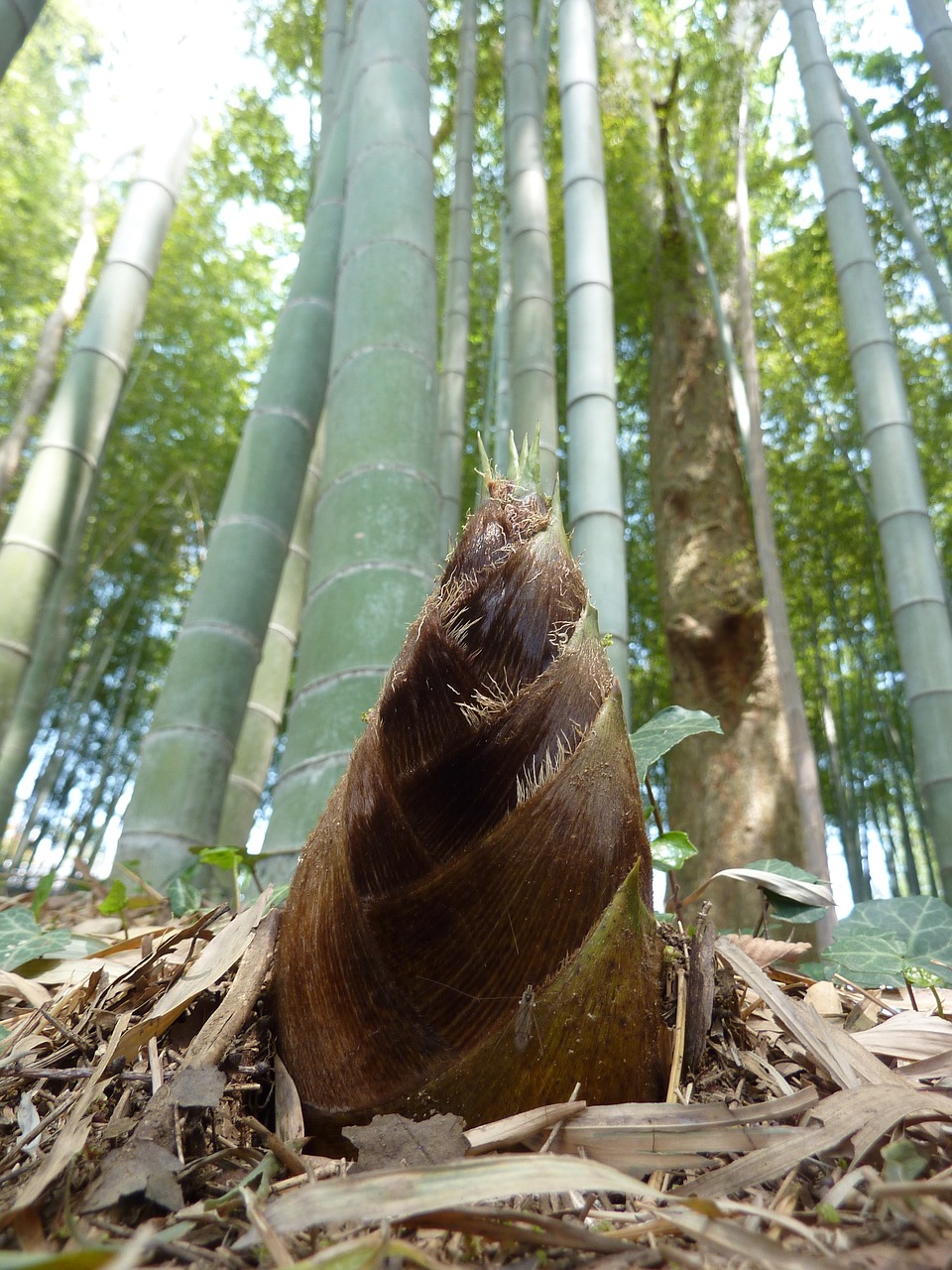 bamboo shoot sprout free photo
