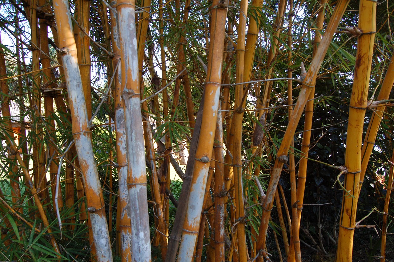 bamboo tree forest free photo