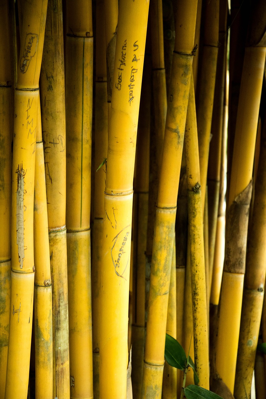 bamboo sri lanka nature free photo