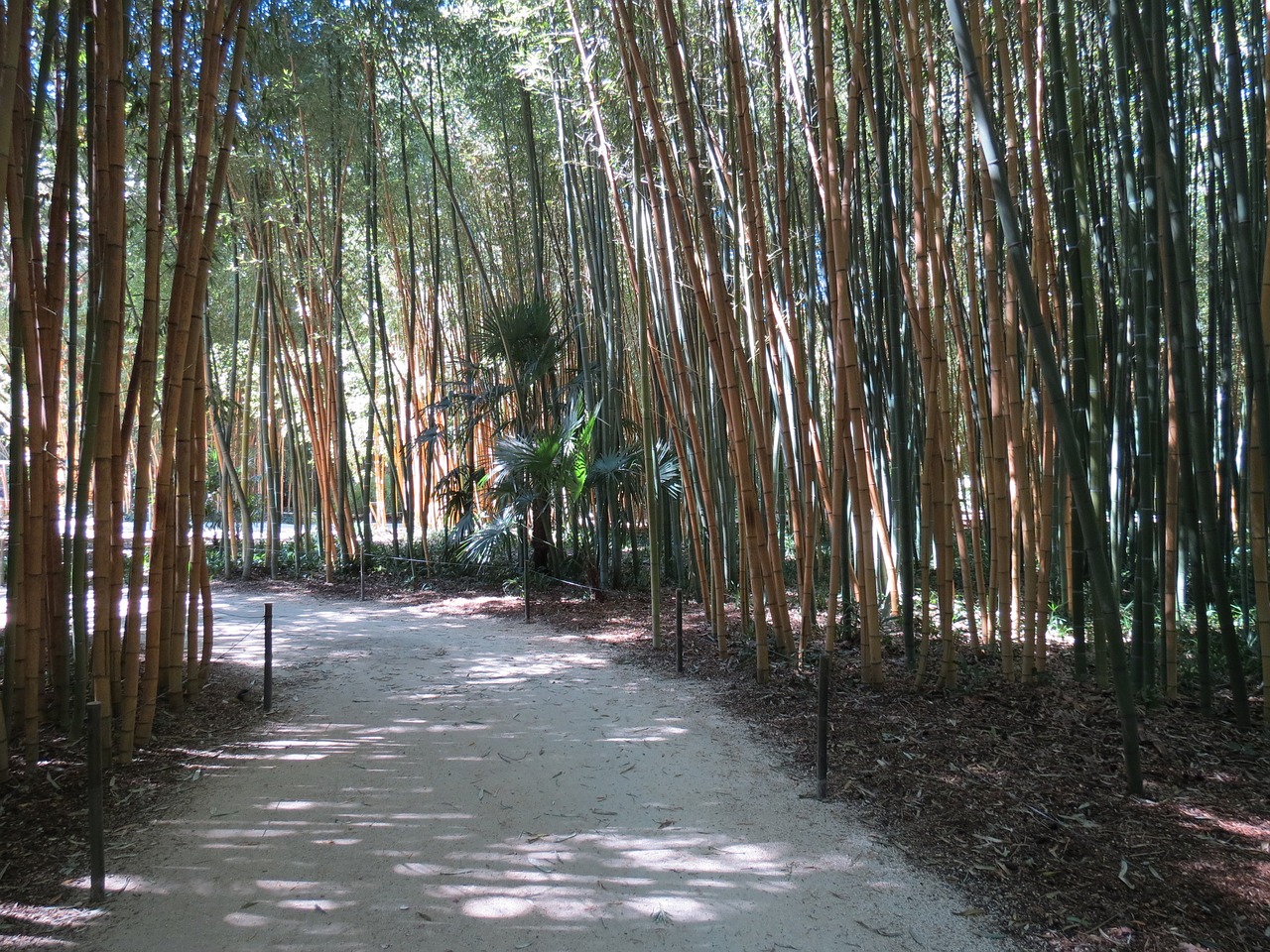 bamboo anduze cévennes free photo