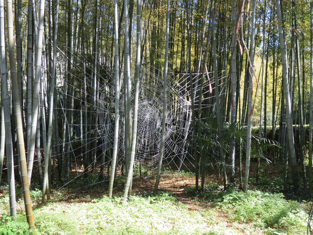 bamboo anduze cévennes free photo