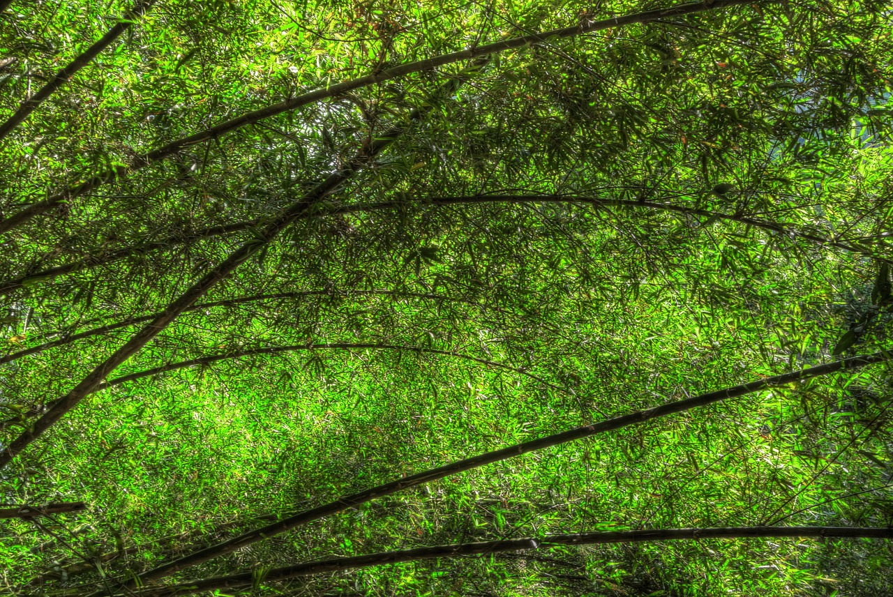 bamboo leaves greenery free photo