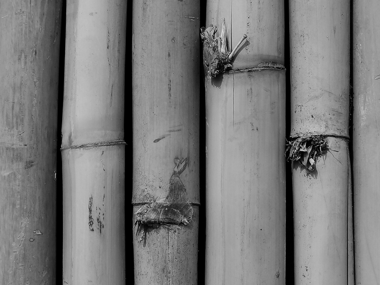 bamboo bamboo forest leaves free photo