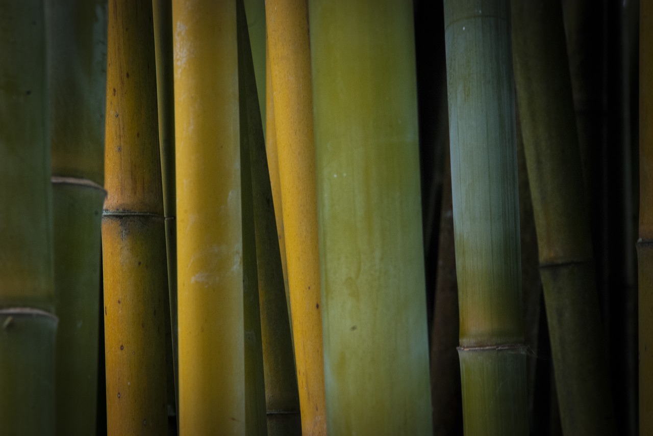bamboo nature plants free photo