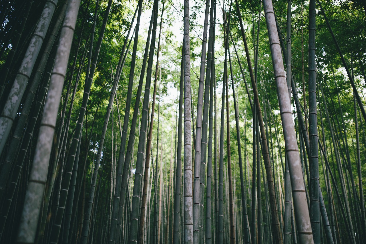 bamboo branch daylight free photo