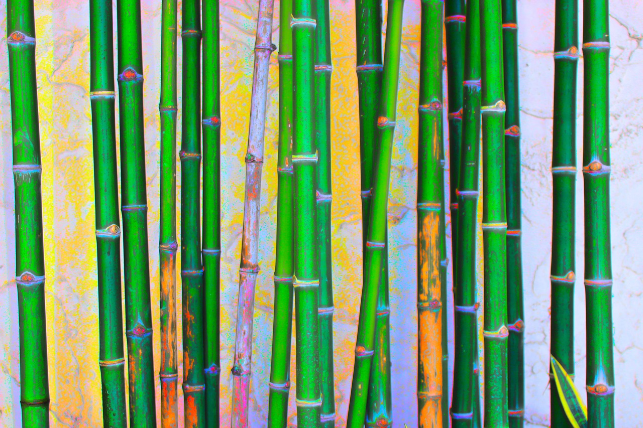 bamboo green nature free photo