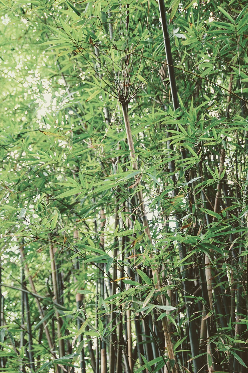 bamboo green chinese free photo