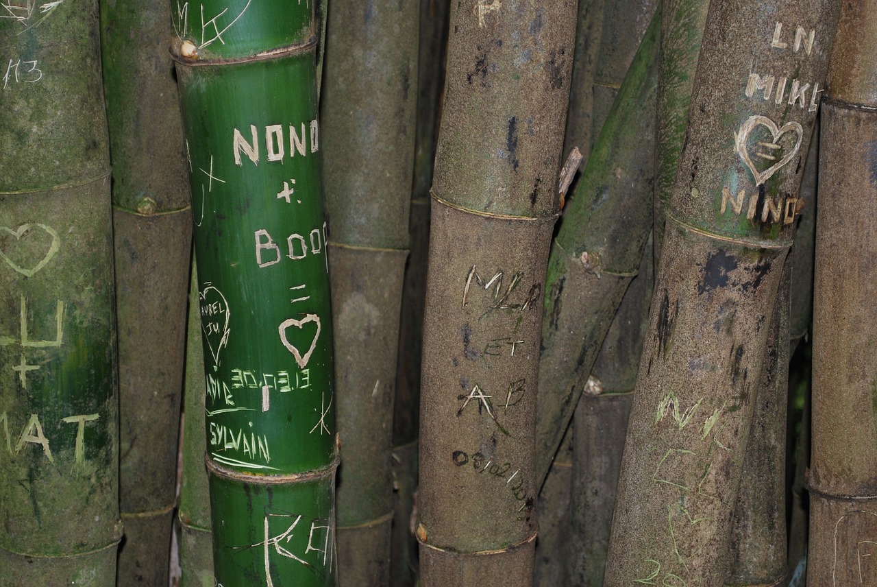 bamboo tag rainforest free photo