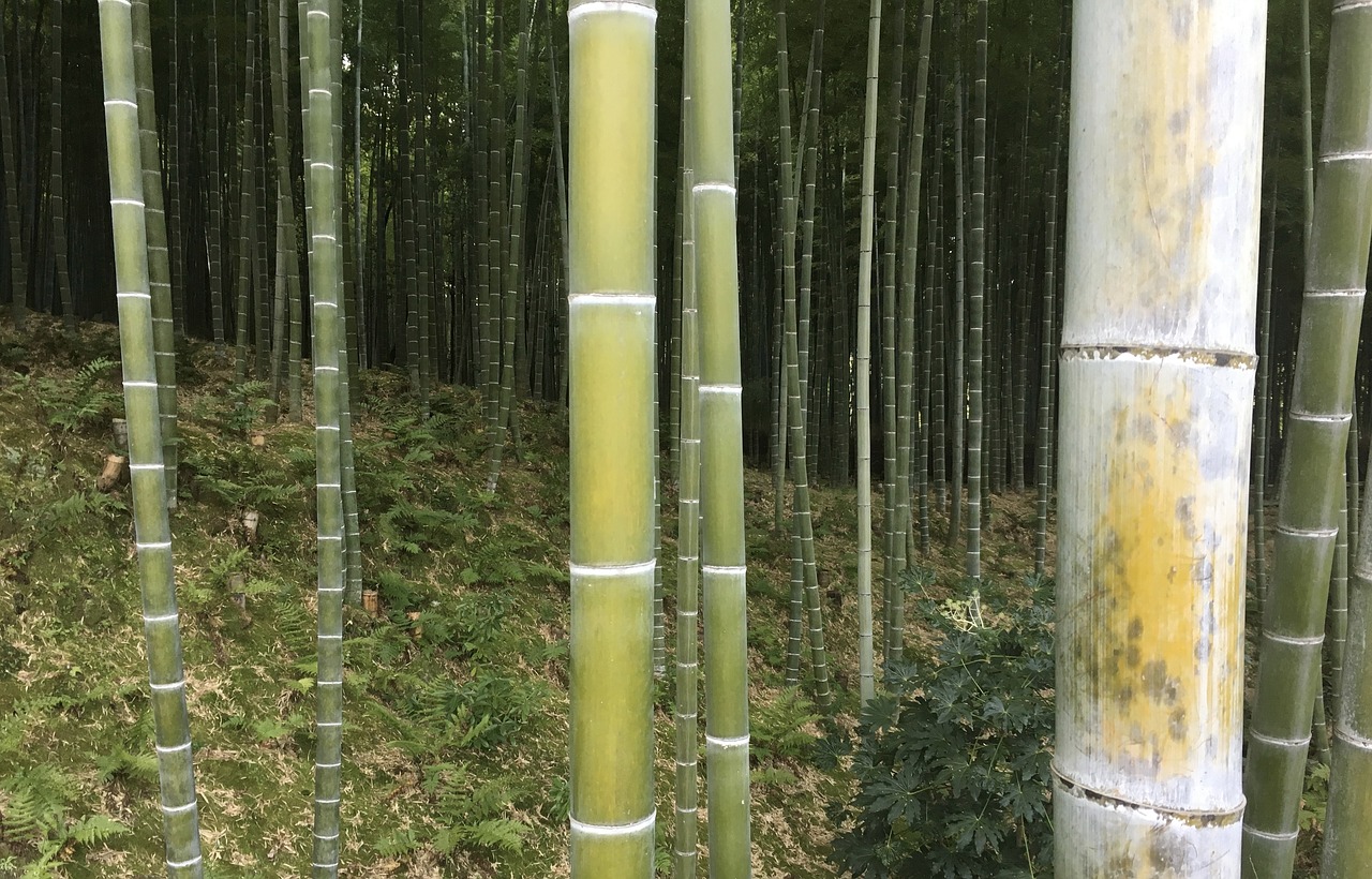 bamboo woods forest free photo