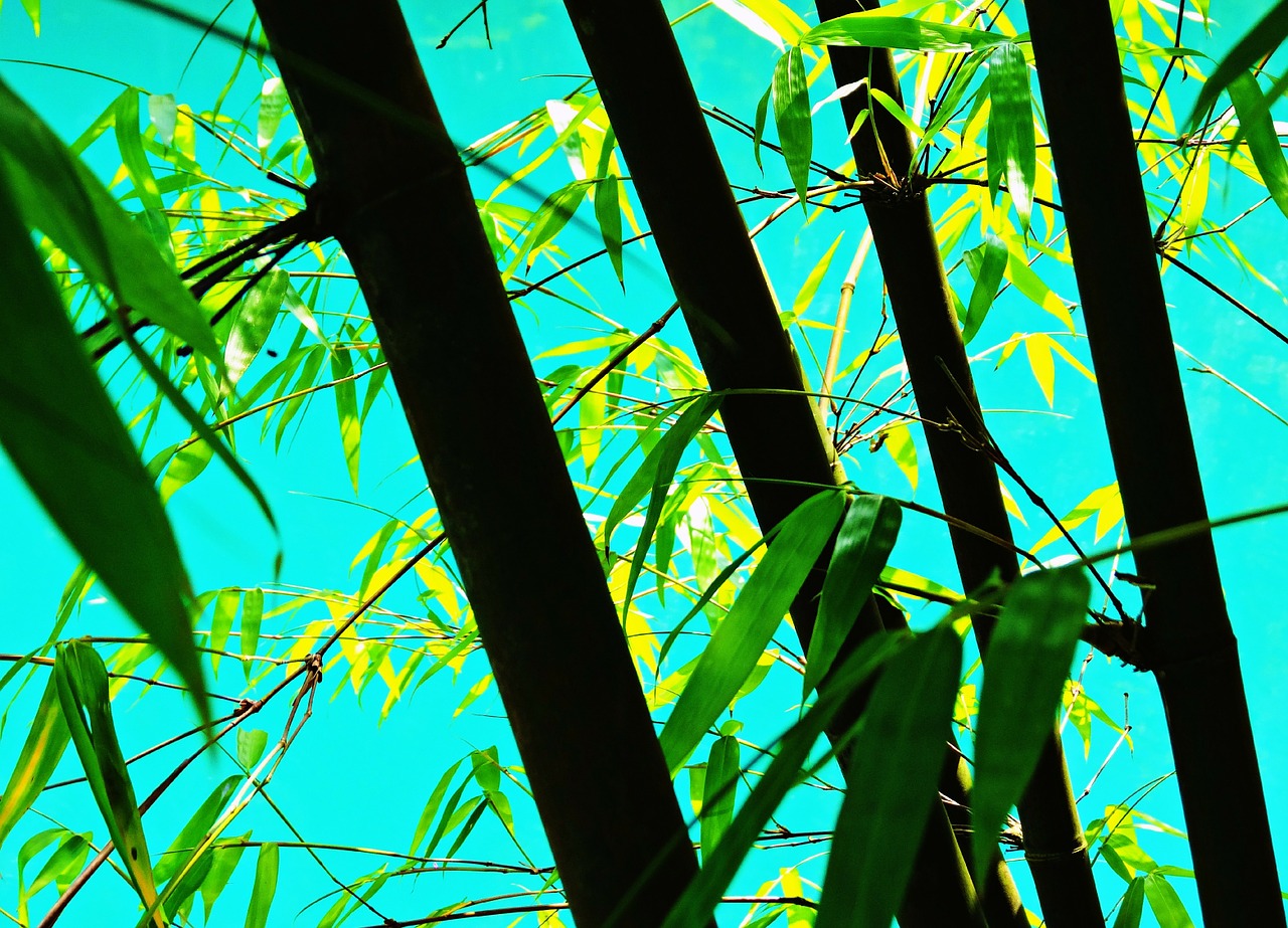bamboo lake turquoise water free photo