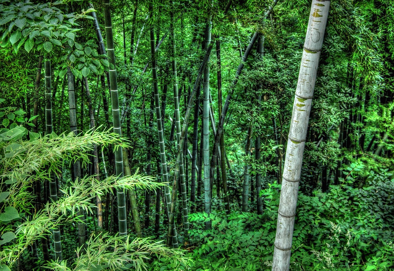 bamboo vegetation green free photo