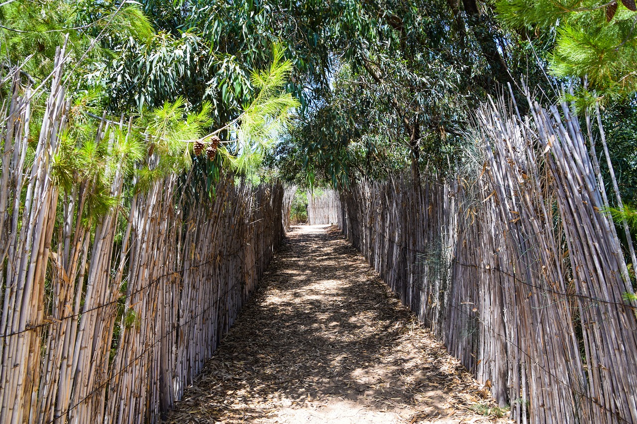 bamboo sand beach free photo