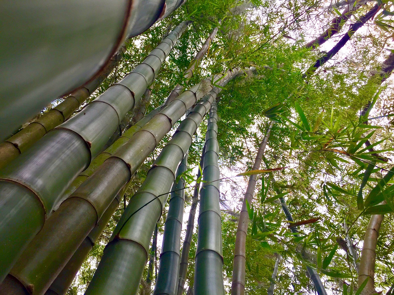 bamboo stalks green free photo